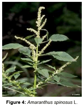 biofertilizers-biopesticides-Amaranthus-spinosus