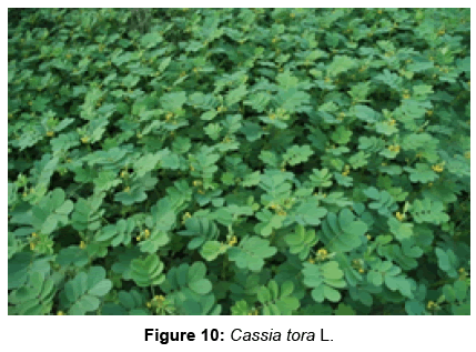biofertilizers-biopesticides-Cassia-tora