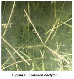 biofertilizers-biopesticides-Cynodon-dactylon