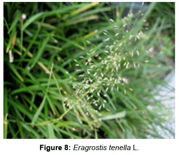 biofertilizers-biopesticides-Eragrostis-tenella
