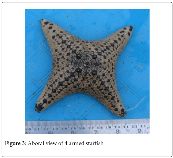cell-developmental-4-armed-starfish