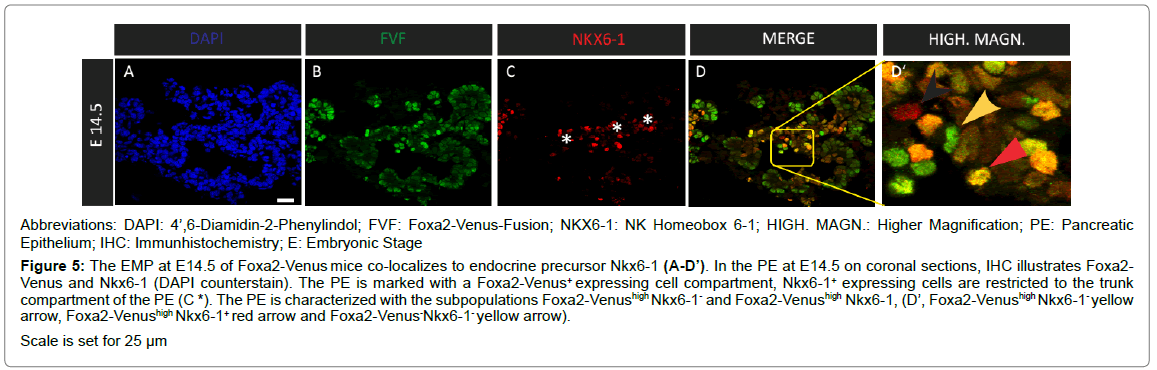 cell-developmental-Embryonic-Stage