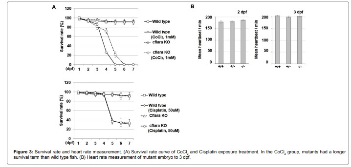 cell-developmental-Heart-rate