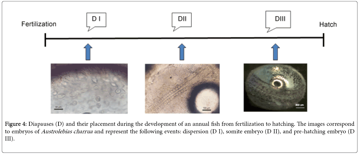 cell-developmental-annual-fish