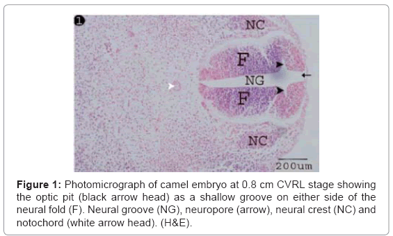 cell-developmental-camel-embryo