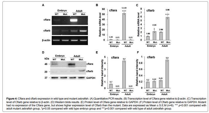 cell-developmental-higher-expression