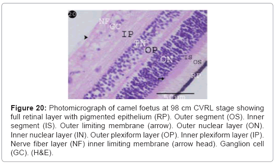 cell-developmental-limiting-membrane