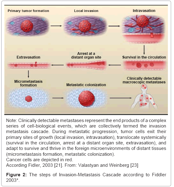 cell-developmental-metastatic-progression