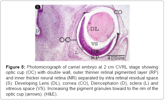 cell-developmental-neural-retina