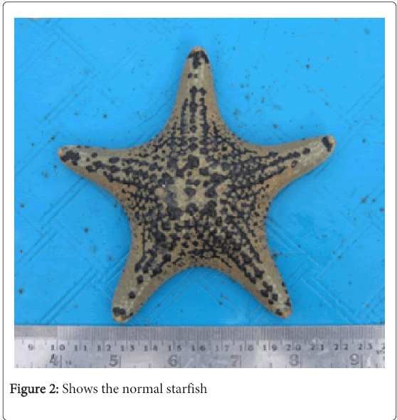 cell-developmental-normal-starfish