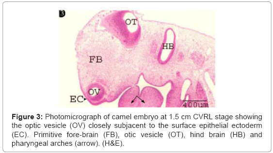 cell-developmental-optic-vesicle
