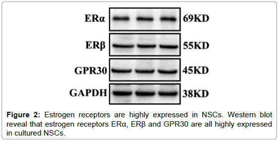 cell-science-therapy-Estrogen-receptors-expressed