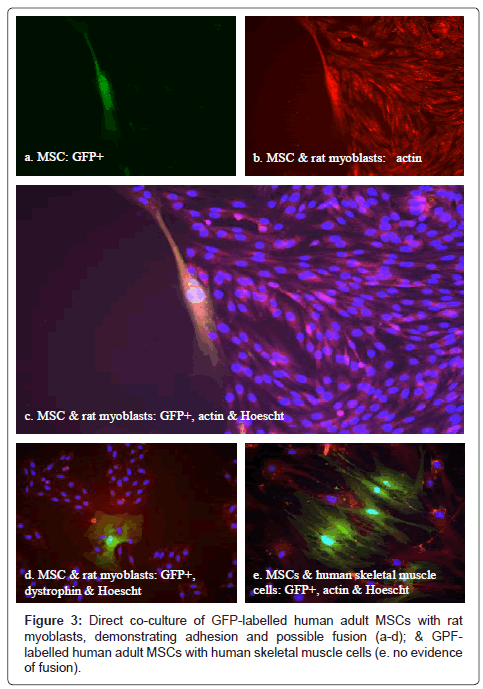 cell-science-therapy-GFP-labelled