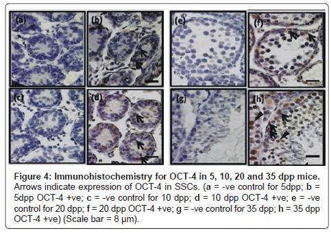 cell-science-therapy-Immunohistochemistry