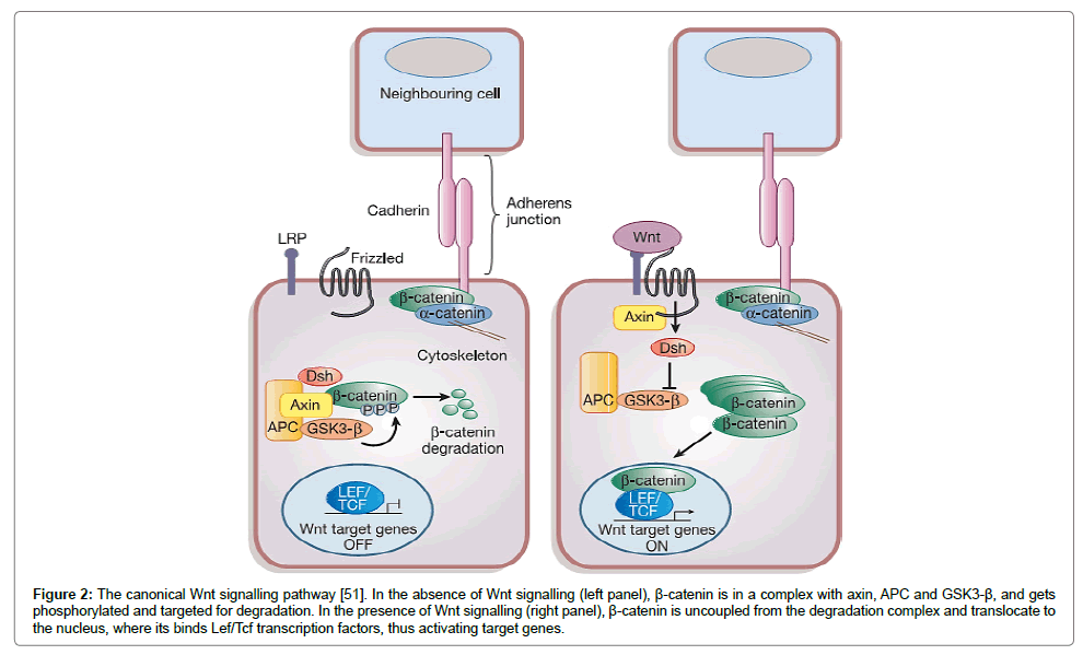 cell-science-therapy-canonical-signalling-pathway