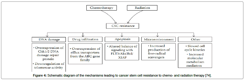 cell-science-therapy-chemo-radiation-therapy