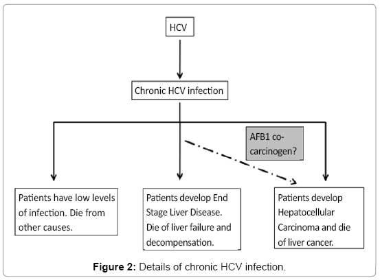 cell-science-therapy-chronic-HCV