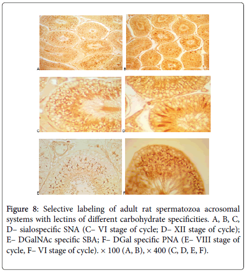 cell-science-therapy-spermatozoa-acrosomal