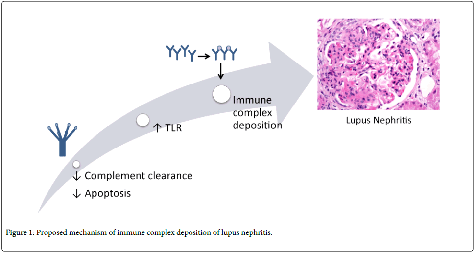cellular-immunology-Proposed-mechanism