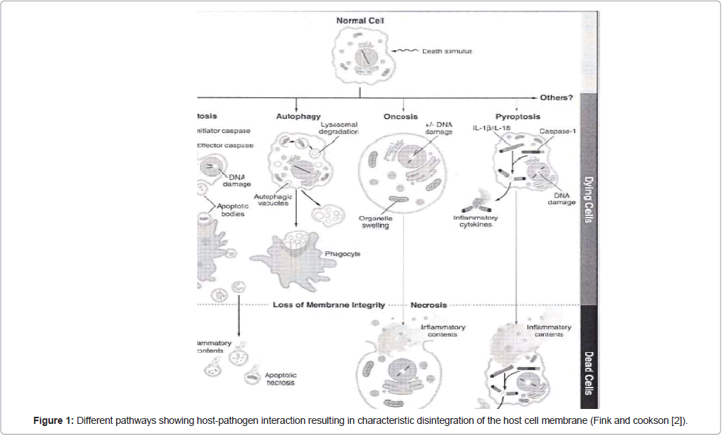 cellular-immunology-host-pathogen