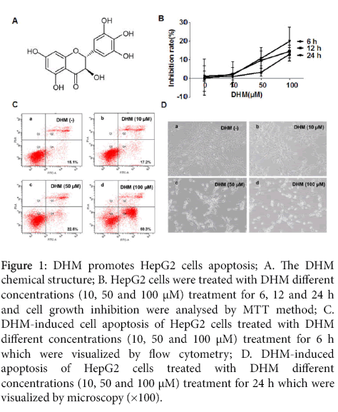 chemotherapy-open-access-DHM-promotes-HepG-cells
