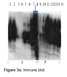 chromatography-separation-techniques-Immune-blot