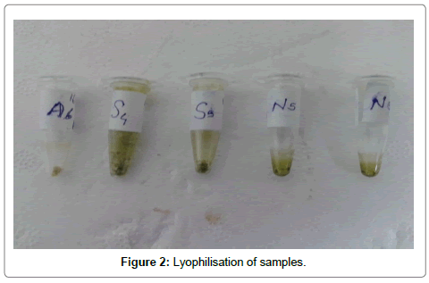 chromatography-separation-techniques-Lyophilisation