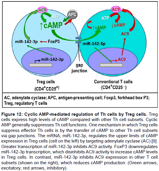 clinical-cellular-immunology-AMP-mediated-regulation