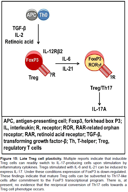 clinical-cellular-immunology-Late-Treg-cell