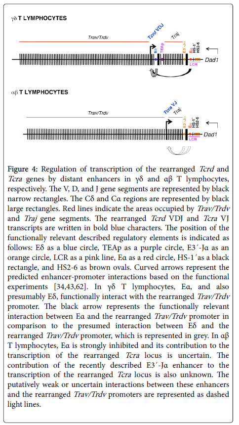 clinical-cellular-immunology-Regulation-transcription