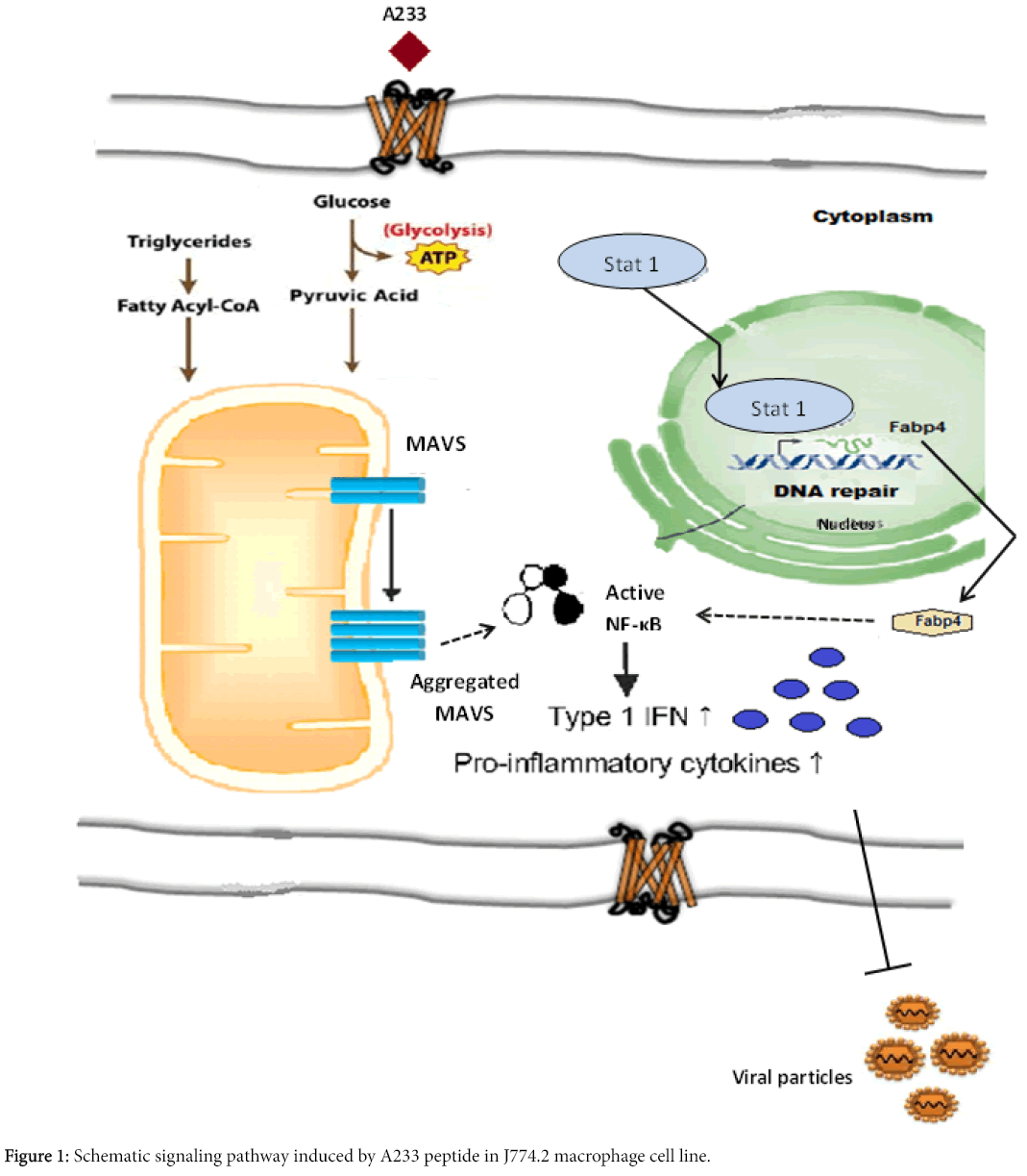 clinical-cellular-immunology-Schematic-signaling-pathway
