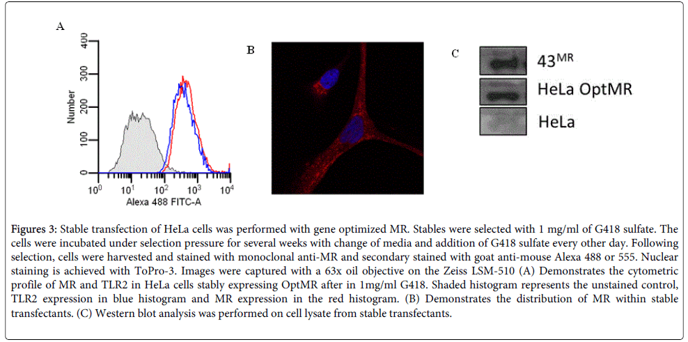 clinical-cellular-immunology-Stable-transfection