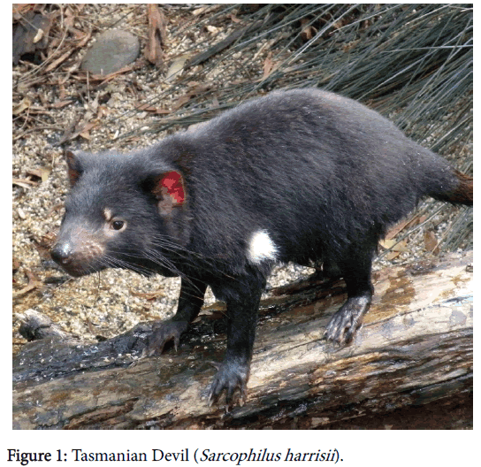 Tasmanian devils are passing on 'contagious' CANCER when they bite