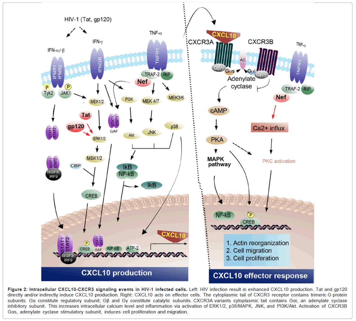 clinical-cellular-immunology-cell-proliferation