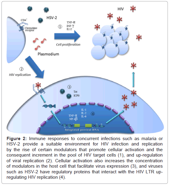 clinical-cellular-immunology-cellular-activation