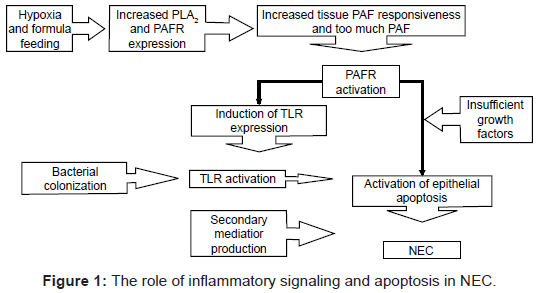 clinical-cellular-immunology-inflammatory-signaling