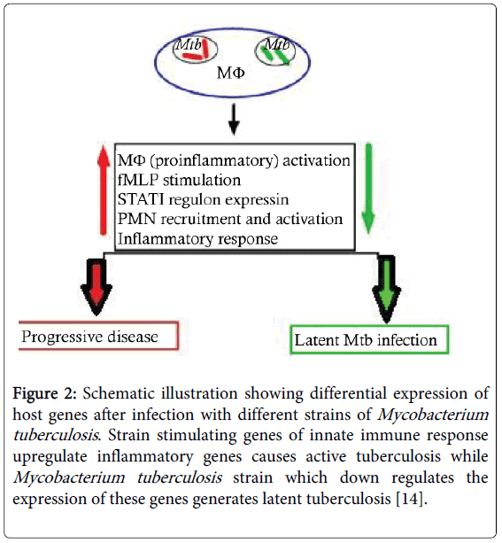 Dual Role of Inflammation in Prognosis and Prevention of Tubercul