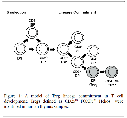 clinical-cellular-immunology-model-Treg