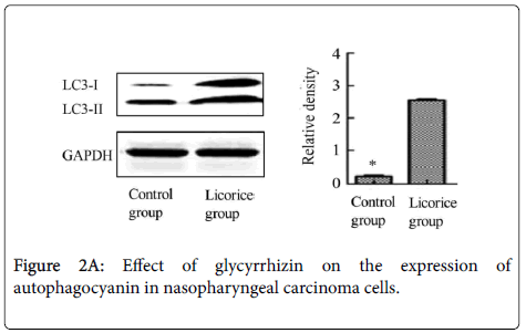 clinical-experimental-cardiology-Effect-glycyrrhizin