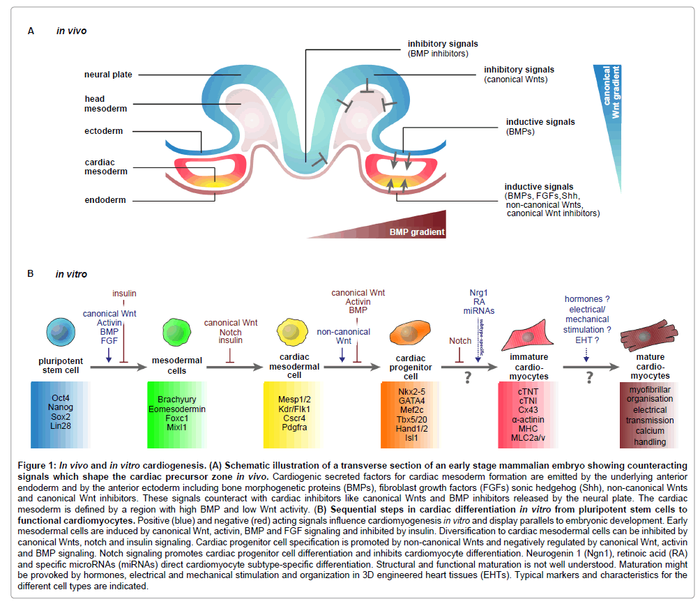 clinical-experimental-cardiology-Schematic-illustration
