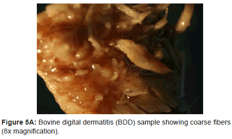 clinical-experimental-dermatology-digital-dermatitis
