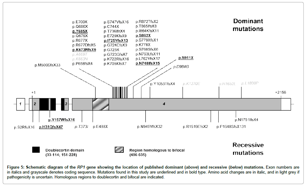 In Autosomal Dominant Inheritance Jsp Number