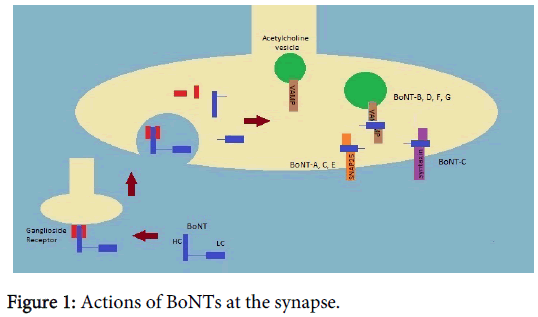 clinical-toxicology-Actions-BoNT-synapse