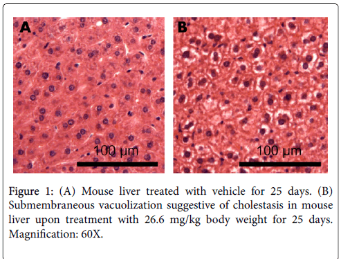 clinical-toxicology-Mouse-liver