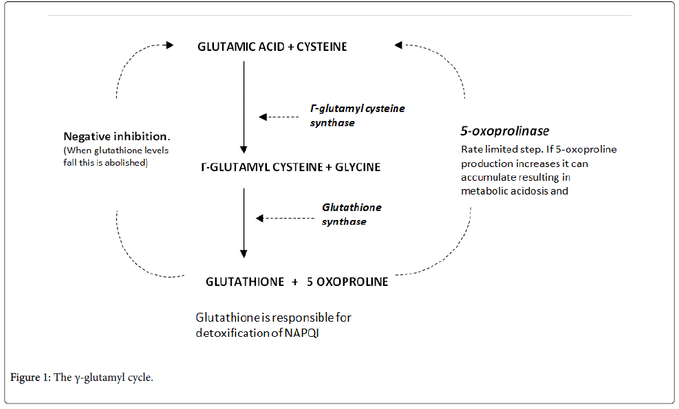 clinical-toxicology-glutamyl-cycle
