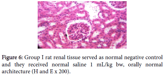clinical-toxicology-rat-renal-tissue