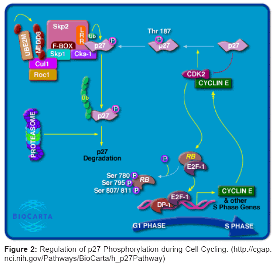 clinical-trials-Phosphorylation-during-Cell-Cycling