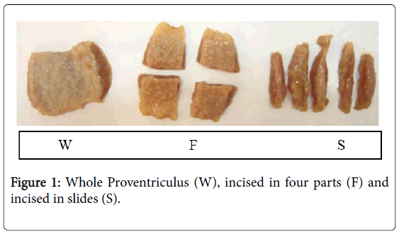 dairy-research-Whole-Proventriculus