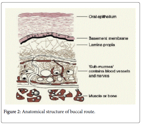 developing-drugs-Anatomical-structure