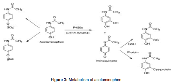 drug-metabolism-toxicology-acetaminophen